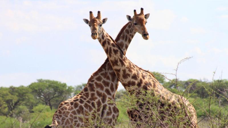 Giraffen in der Kalahari