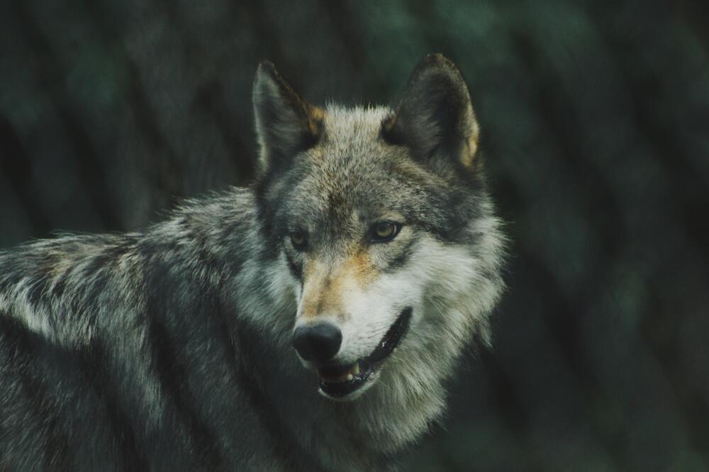 Kein Wolf ist von Natur aus ein Problemwolf.