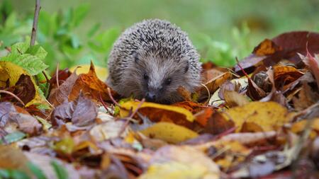 Igel in Not: Tierheime bitten Bevölkerung um Mithilfe