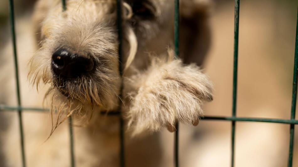 Gesetz zu streunenden Hunden in der Türkei