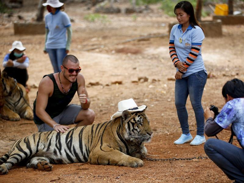 Tourist lässt sich mit Tiger fotografieren