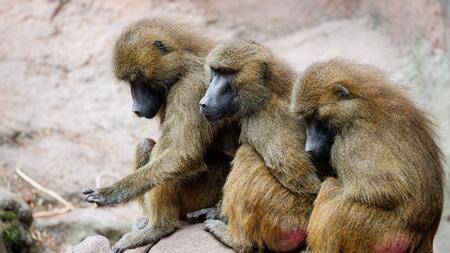 Warum der Tiergarten Nürnberg gesunde Paviane getötet hat
