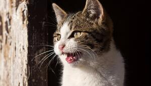 Eine getigerte Katze mit weißer Brust miaut.