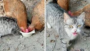 Chancenlos am Napf: Katze zieht gegen zwei freche Hühner den Kürzeren