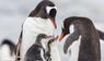 Eselspinguin (Pygoscelis papua), auch Rotschnabelpinguin genannt, mit Küken