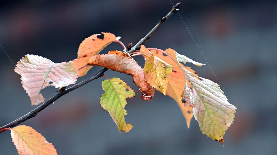 Herbstwetter in Nordrhein-Westfalen