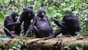 Gruppe weiblicher Bonobos