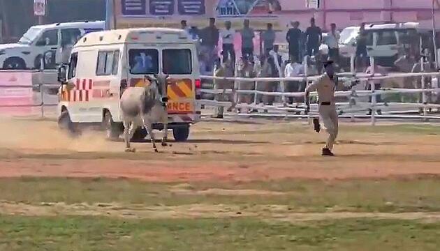 Beine in die Hand genommen: Wütender Stier jagt Polizisten über Feld