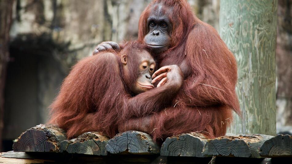 Orang-Utans stammen aus Sumatra und Borneo.