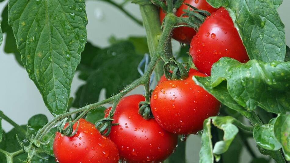 wie oft tomaten gießen