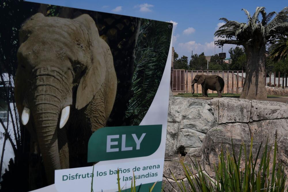Elefantin Ely im Zoo San Juan de Aragón