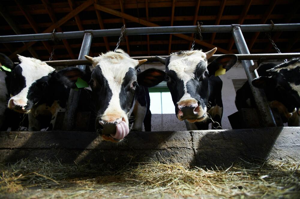 Tierschützer üben Kritik an erneuertem Gesetz.