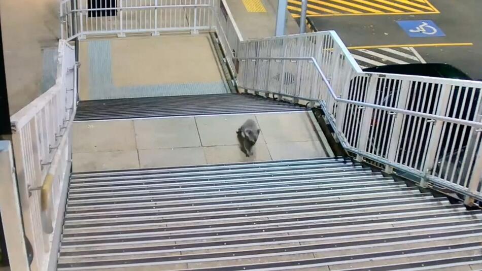 Koala besucht Bahnhof bei Sydney