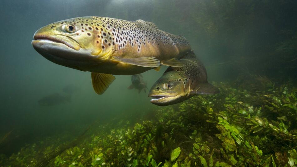 Forelle (Salmo trutta)