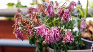 Blumen und Hitze