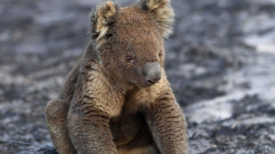 Hund rettet mehr als 100 Koalas