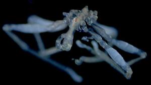 Callipallene pilosuspedes