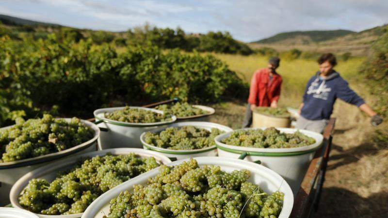 Weinlese in Frankreich