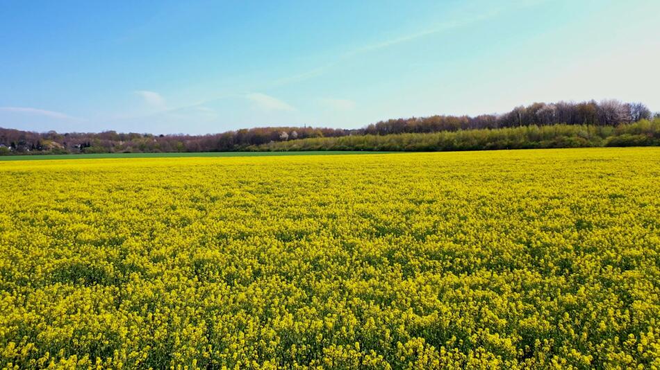 "Einem freundlichen März folgt ein freundlicher April" – Stimmt diese Bauernregel wirklich?