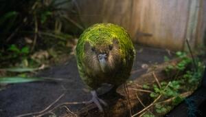 Kakapo