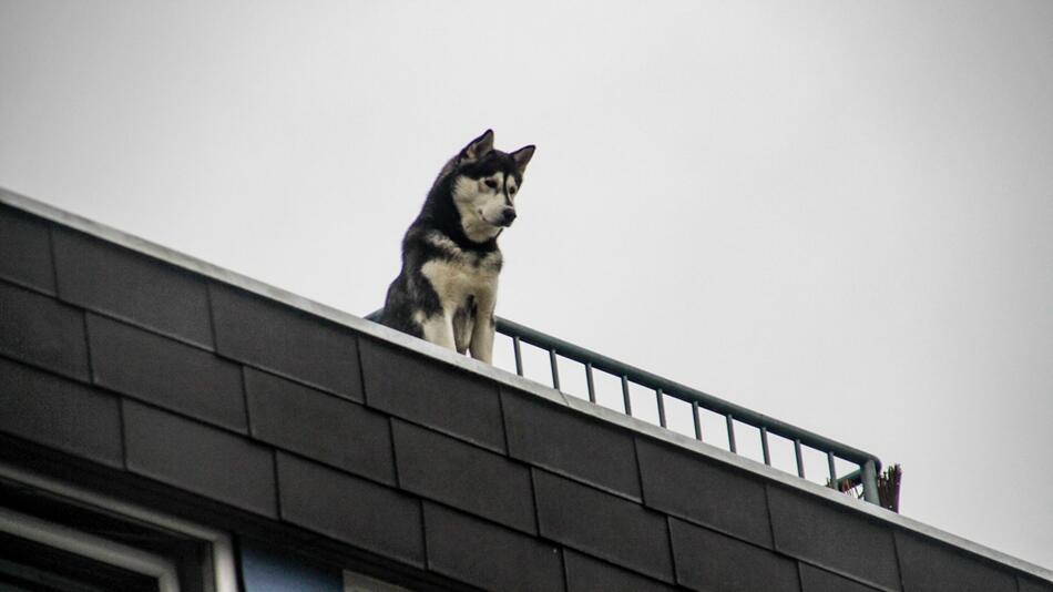 Husky hält auf Dach Ausschau nach Besitzerin - Feuerwehreinsatz