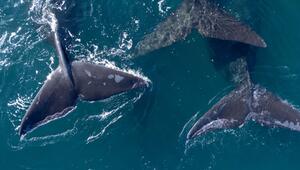 Meeresschutzabkommen tritt in Kraft