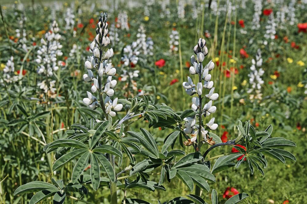 Weiße Lupine