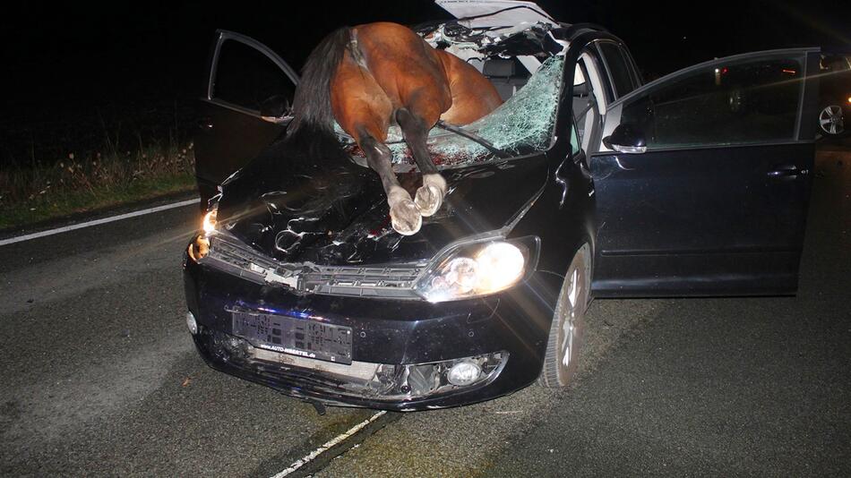 Pferd kracht durch Windschutzscheibe