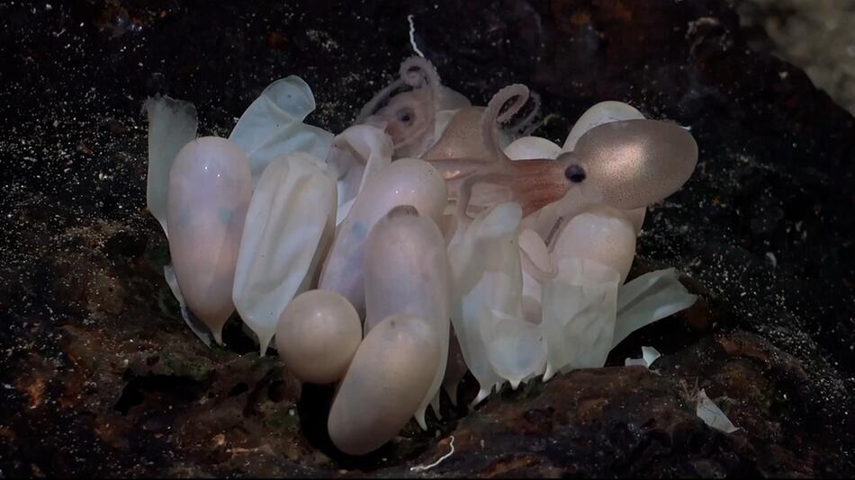 Sensationsfund in den Tiefen des Pazifiks: Forschende finden neue Oktopus-Arten