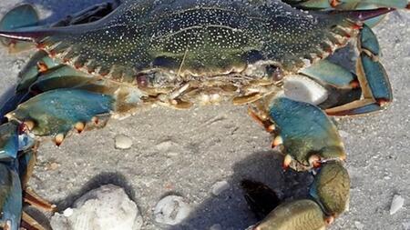Italien bekämpft invasive Krabben mit 150.000 Oktopussen