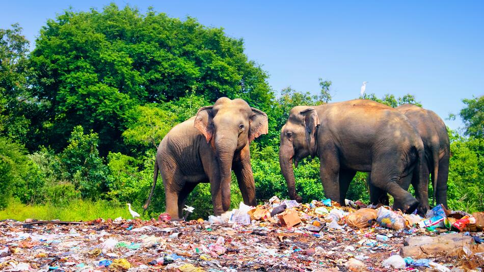 Sri Lanka will Elefanten mehr schützen.