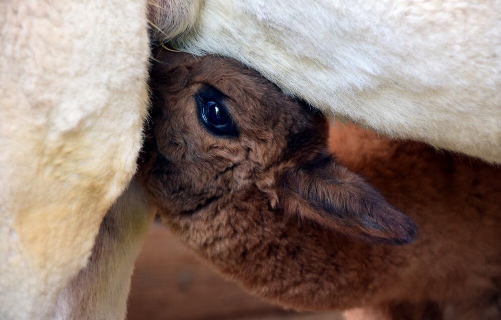 Alpakas kriegen ihre Babys nur mittags.