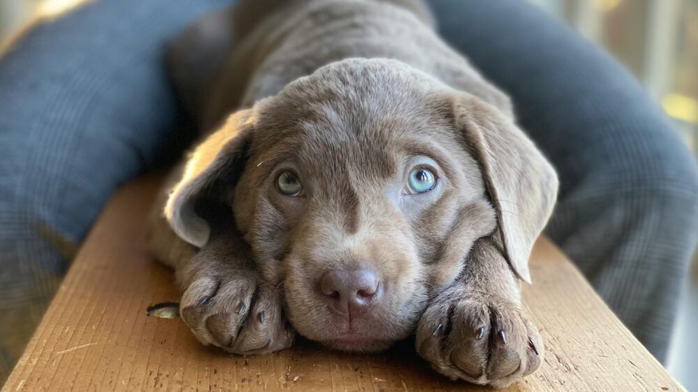 Viele silberne Hunde leiden unter CDA.