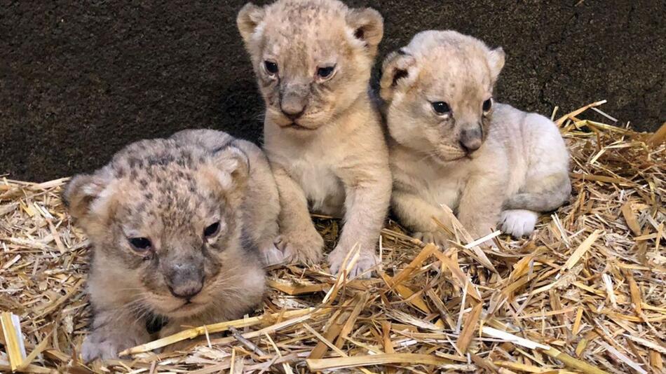 Löwendrillinge im Gelsenkirchener Zoo