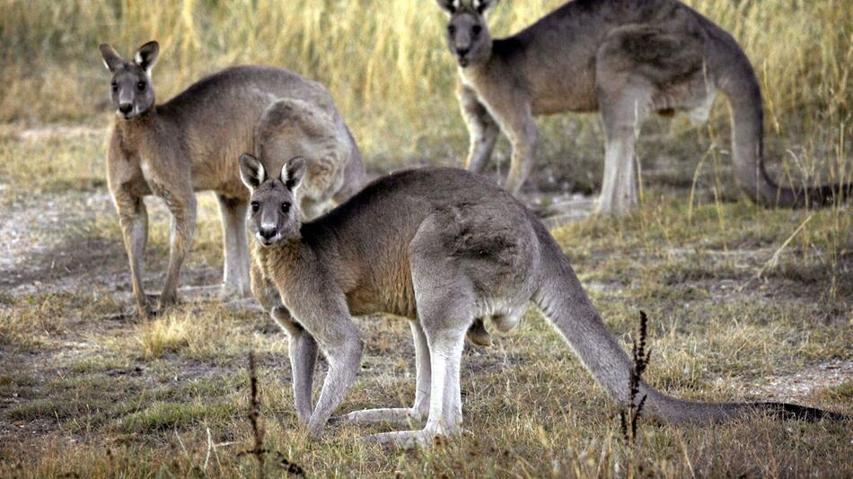 Fast 100 Kängurus in Australien erschossen