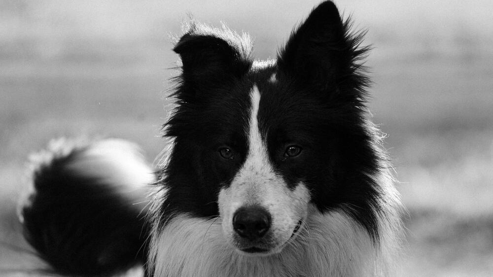 Hunden wurde ein Buch auf 2 Sprachen vorgespielt.