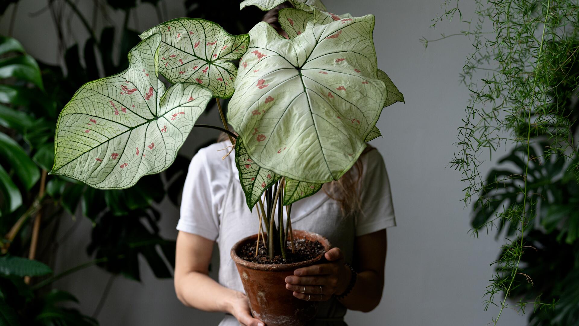 Elefantenohr richtig pflegen: So wchst die Alocasia gesund und schn