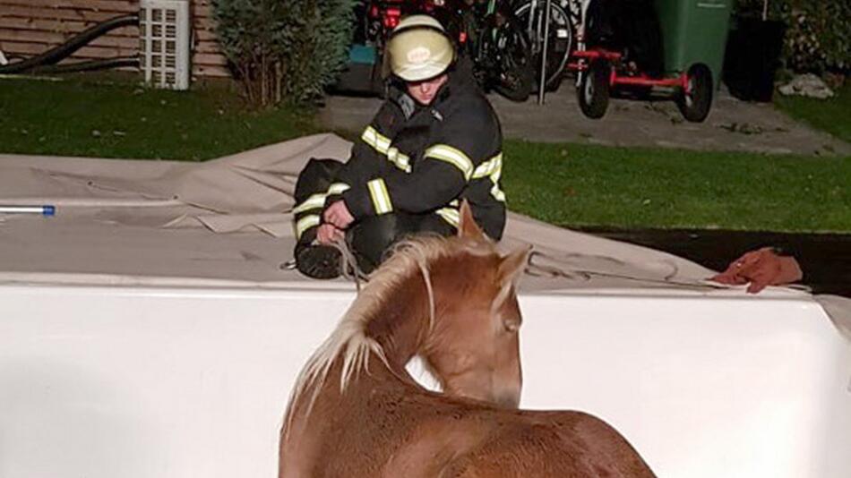 Feuerwehr rettet Pony aus dem Pool