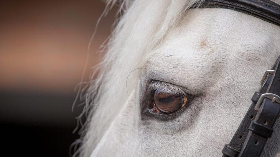 Wichtig: auf die Augen des Pferdes achten.