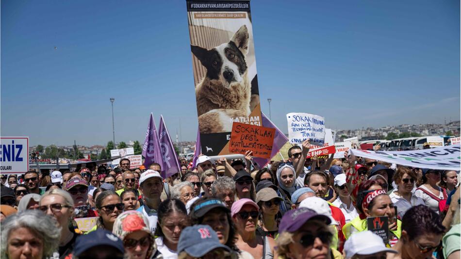 Hunde in der Türkei