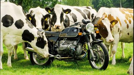 Spitzname Kuh für Motorräder von BMW: Warum heißen BMW-Motorräder Gummikuh?