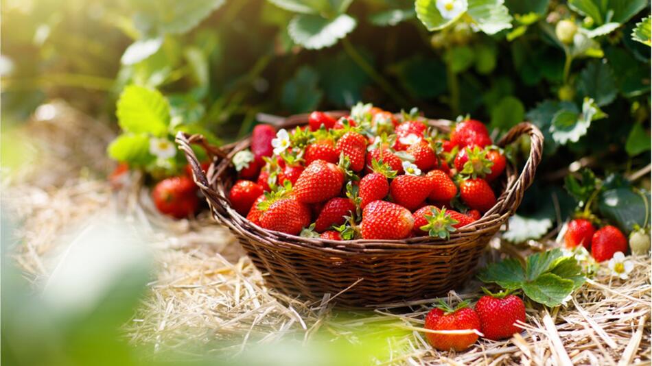 Darum sollten Sie häufiger Erdbeeren essen