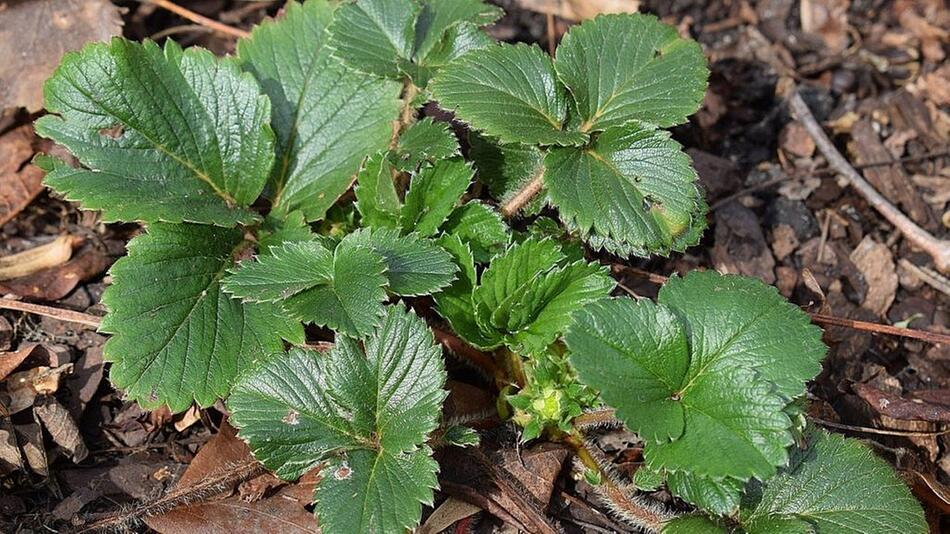 Erdbeeren überwintern