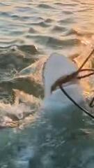 Raubfisch in Not: Frau auf Paddleboard rettet gefesselten Hai
