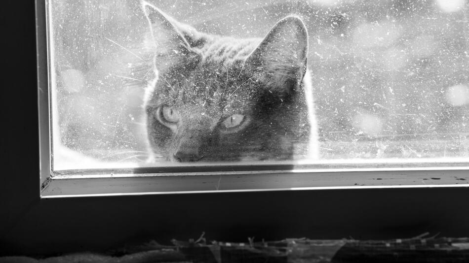 Für Katzen in Walldorf gilt jetzt Lockdown.