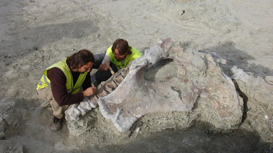 Neuer Langhals-Dinosaurier in Spanien entdeckt