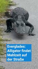 Everglades: Alligator findet Mahlzeit auf der Straße