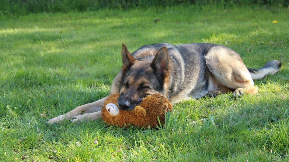 Schäferhund kehrt zu seiner Familie zurück.