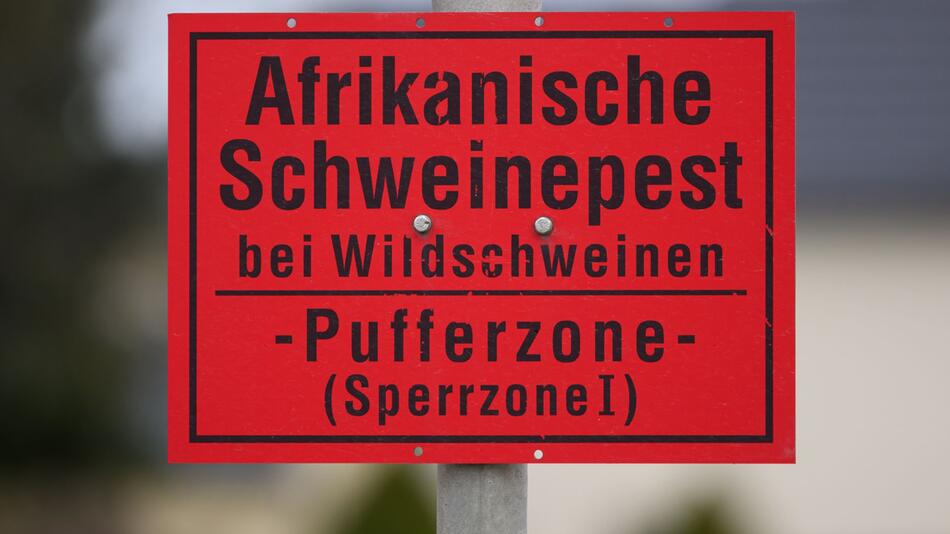 Afrikanische Schweinepest