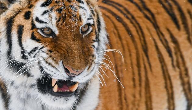 Amur-Tiger